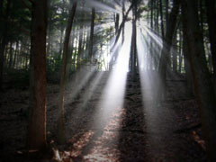 light-through-wildwood
