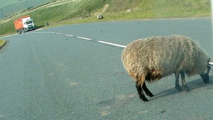 wandering-sheep-in-danger