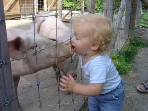 swine flu (child and pig)